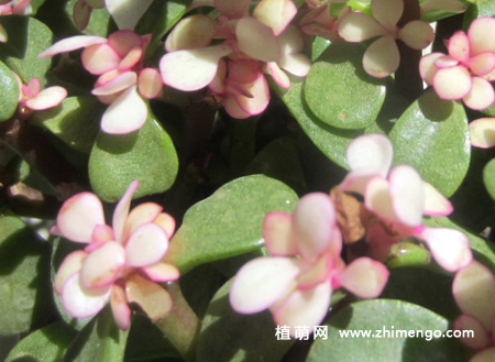 金枝玉叶多肉植物图片