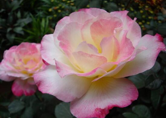 月季花品种图片大全