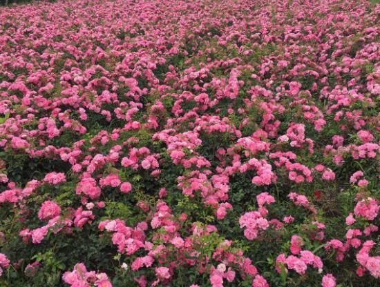月季花品种图片大全