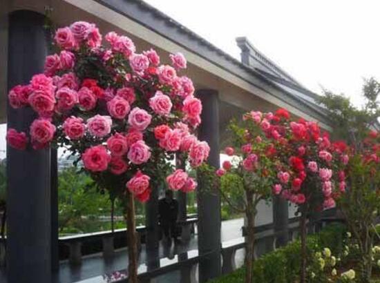 月季花品种图片大全
