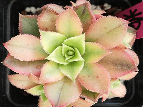 红缘莲花掌多肉图片大全！红缘莲花掌  高清大图大全！