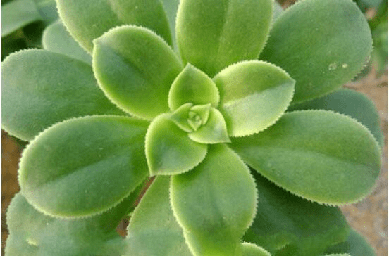 红缘莲花掌多肉图片大全！红缘莲花掌  高清大图大全！