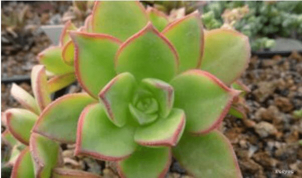 红缘莲花掌多肉图片大全！红缘莲花掌  高清大图大全！
