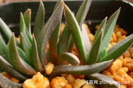 黄花照波怎么不开花，黄花照波不开花的原因