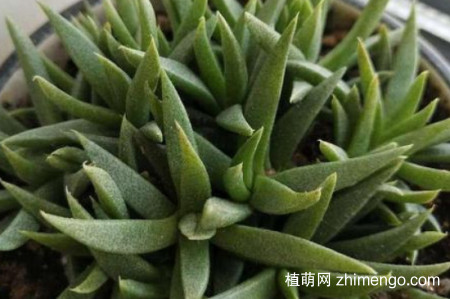 黄花照波怎么不开花，黄花照波不开花的原因
