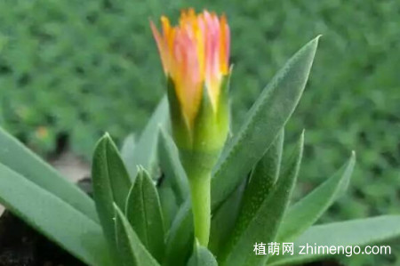 黄花照波怎么不开花，黄花照波不开花的原因