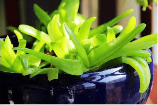 宝绿植物图片大全一览！宝绿植物高清大图大全！