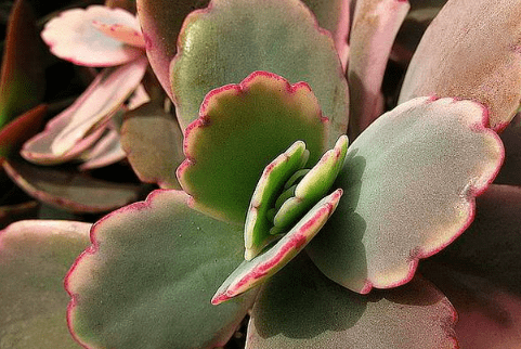 花月锦图片大全！花月锦高清图片！