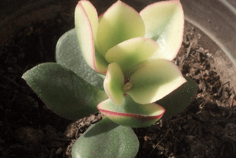 花月锦图片大全！花月锦高清图片！