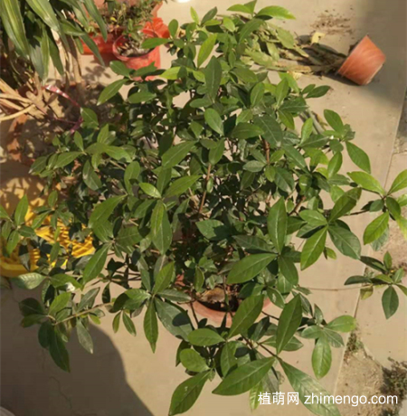 小叶栀子花冬天怎么养