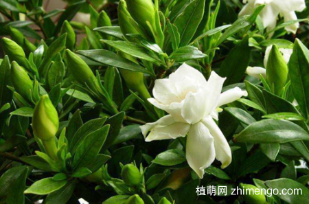 小叶栀子花冬天怎么养
