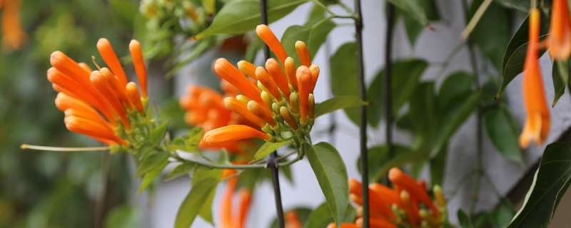炮仗花养殖卡片，养炮仗花的注意事项