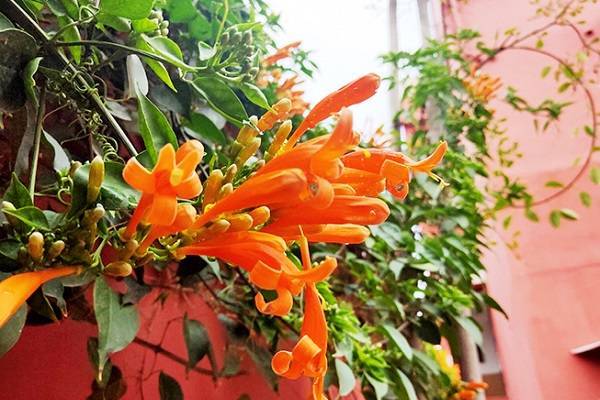 炮仗花不开花是什么原因及解决办法