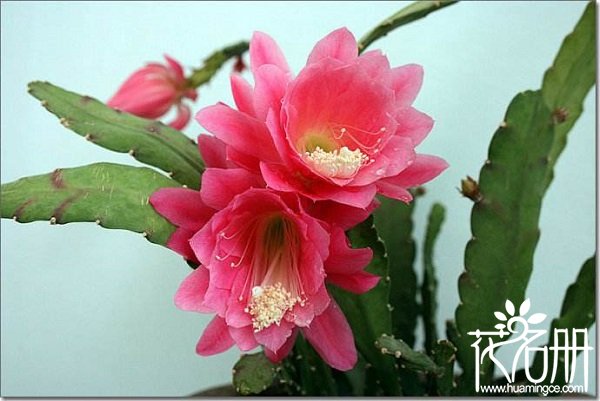 令箭荷花几月份开花，令箭荷花一年开几次花
