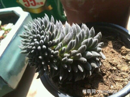 云南石莲多肉植物图片
