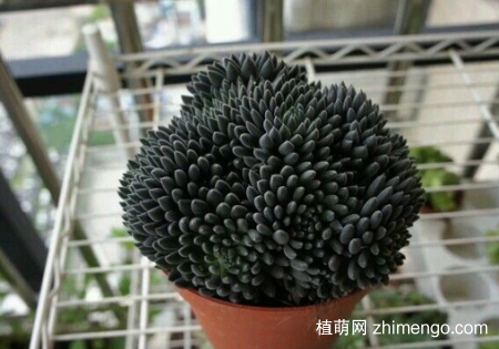 云南石莲多肉植物图片