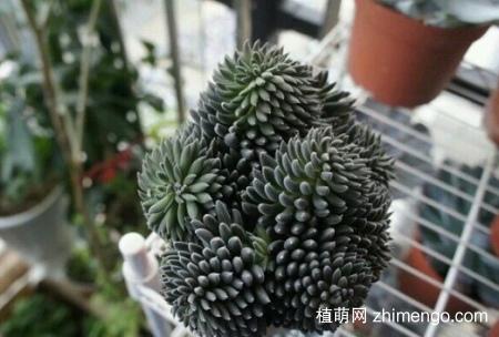 云南石莲多肉植物图片