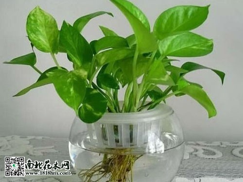 微型盆景的制作介绍|微型盆景图片