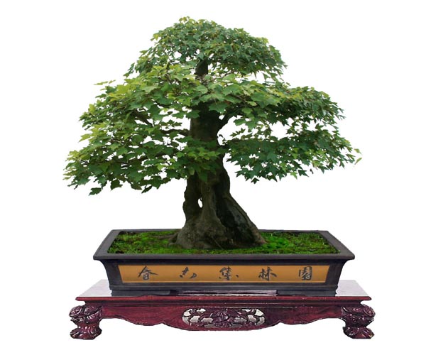 三角枫盆景制作|三角枫盆景图片欣赏