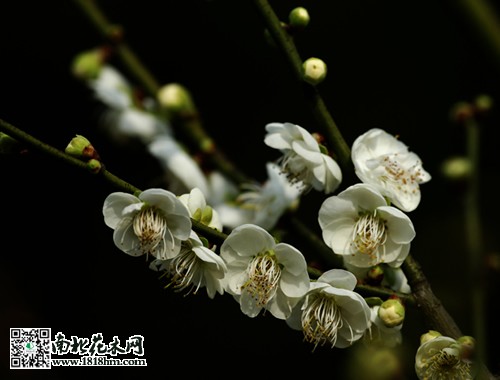 白梅植物知识|白梅图片