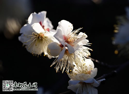 白梅植物知识|白梅图片