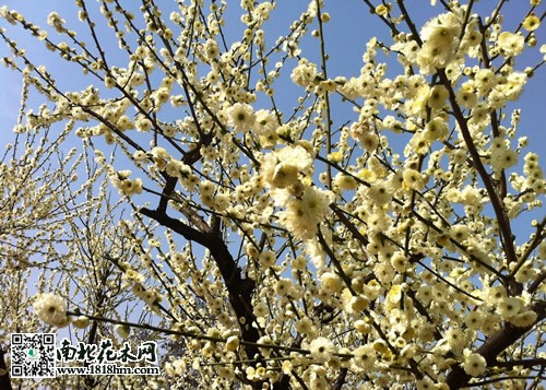白梅植物知识|白梅图片