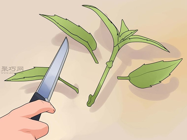 怎么种植倒挂金钟 教你种植倒挂金钟的方法