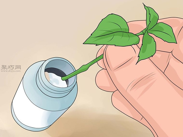 怎么种植倒挂金钟 教你种植倒挂金钟的方法