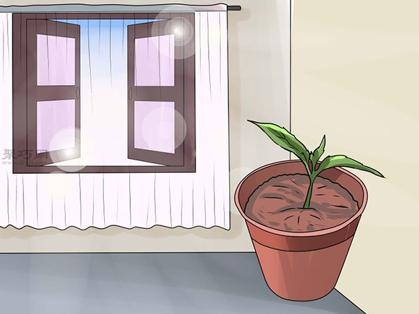 怎么种植倒挂金钟 教你种植倒挂金钟的方法