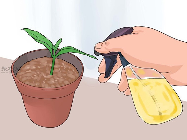 怎么种植倒挂金钟 教你种植倒挂金钟的方法