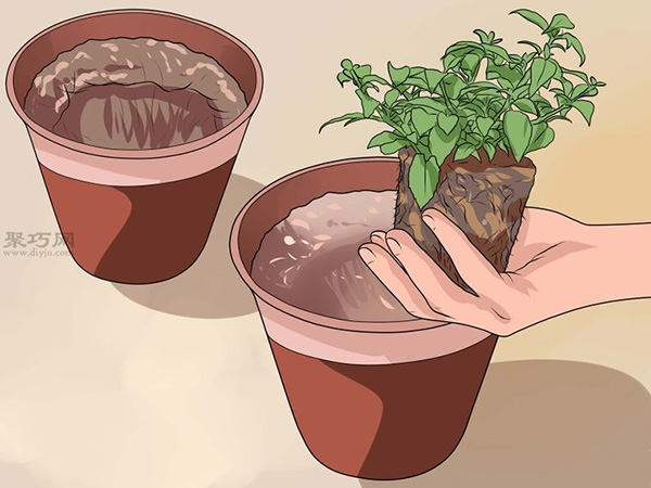 怎么种植倒挂金钟 教你种植倒挂金钟的方法