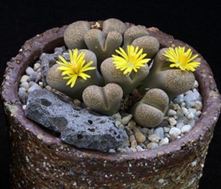 多肉植物名称及图片——露花玉
