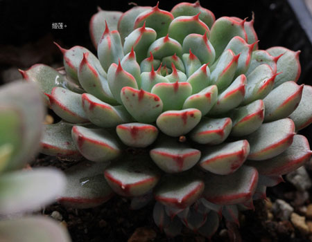多肉植物小红衣图片及形态特征介绍
