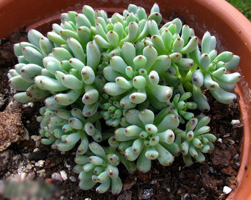 多肉植物名称及图片——蓝豆