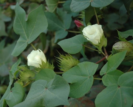 棉花是一种什么植物？棉花图片及简介