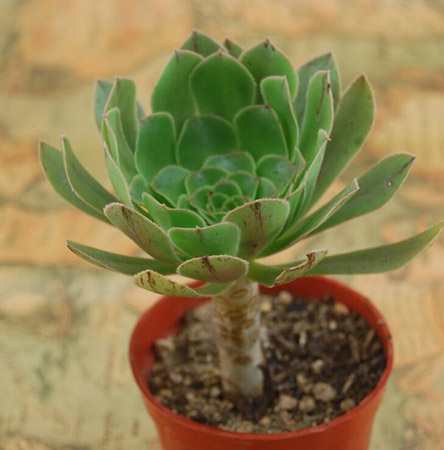 多肉植物品种及图片——黑法师原始种