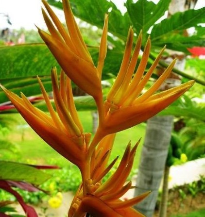 矮牙买加蝎尾蕉是一种什么植物？矮牙买加蝎尾蕉图片及简介