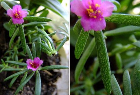 毛马齿苋是一种什么植物？毛马齿苋图片及简介