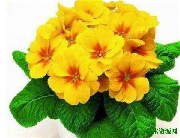 黄莲花的寓意和象征 报春花在什么季节开放