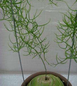 植物花卉鹿角苍角殿图片