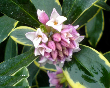 瑞香花图片及名称——金边瑞香(蓬莱花、风流树)