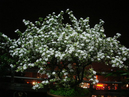 植物六月雪图片及简介