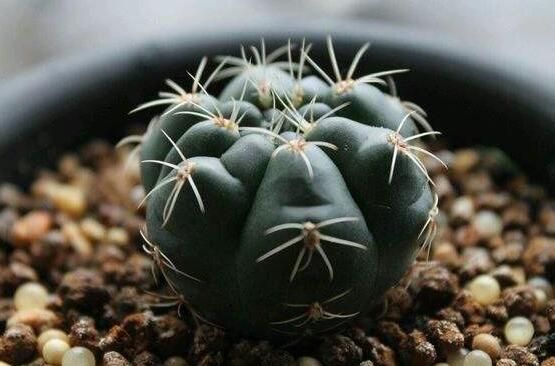 绯花玉仙人球怎么繁殖？播种分球繁殖及养护技巧