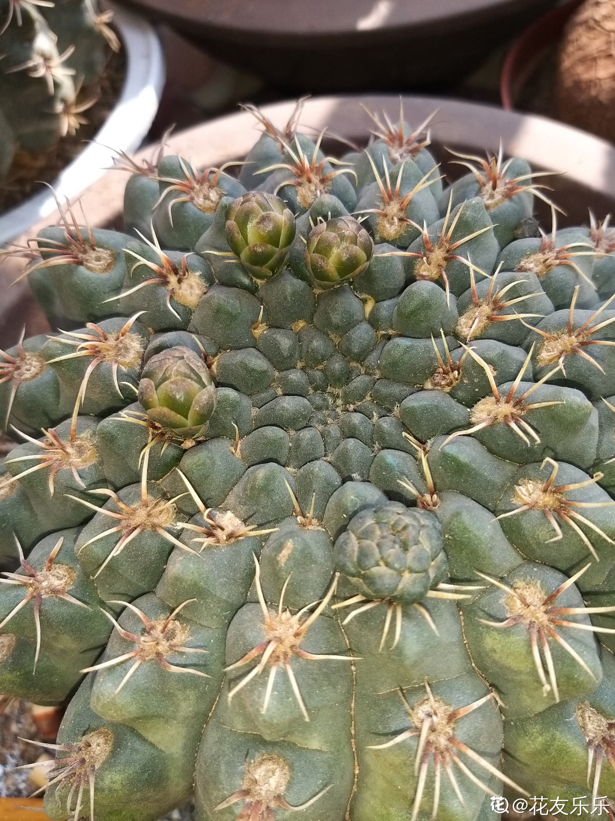 绯花玉干瘪萎缩怎么办，还能复原吗