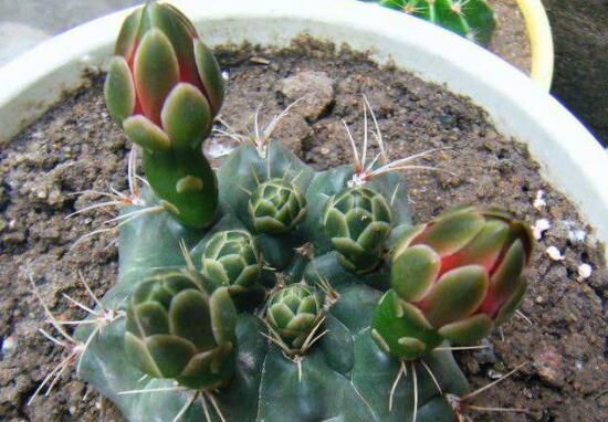 绯花玉仙人球怎么繁殖？播种分球繁殖及养护技巧
