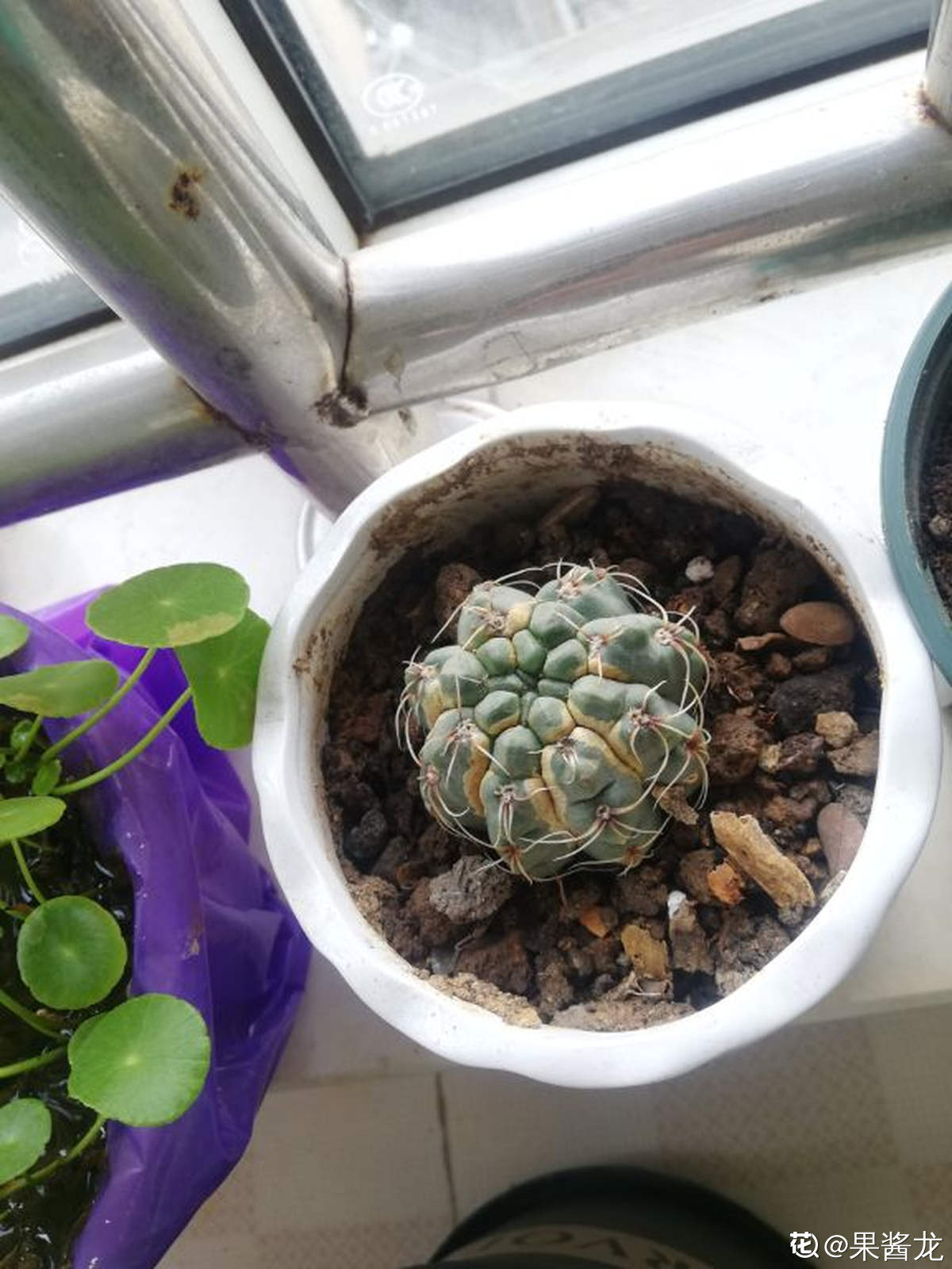 绯花玉干瘪萎缩怎么办，还能复原吗