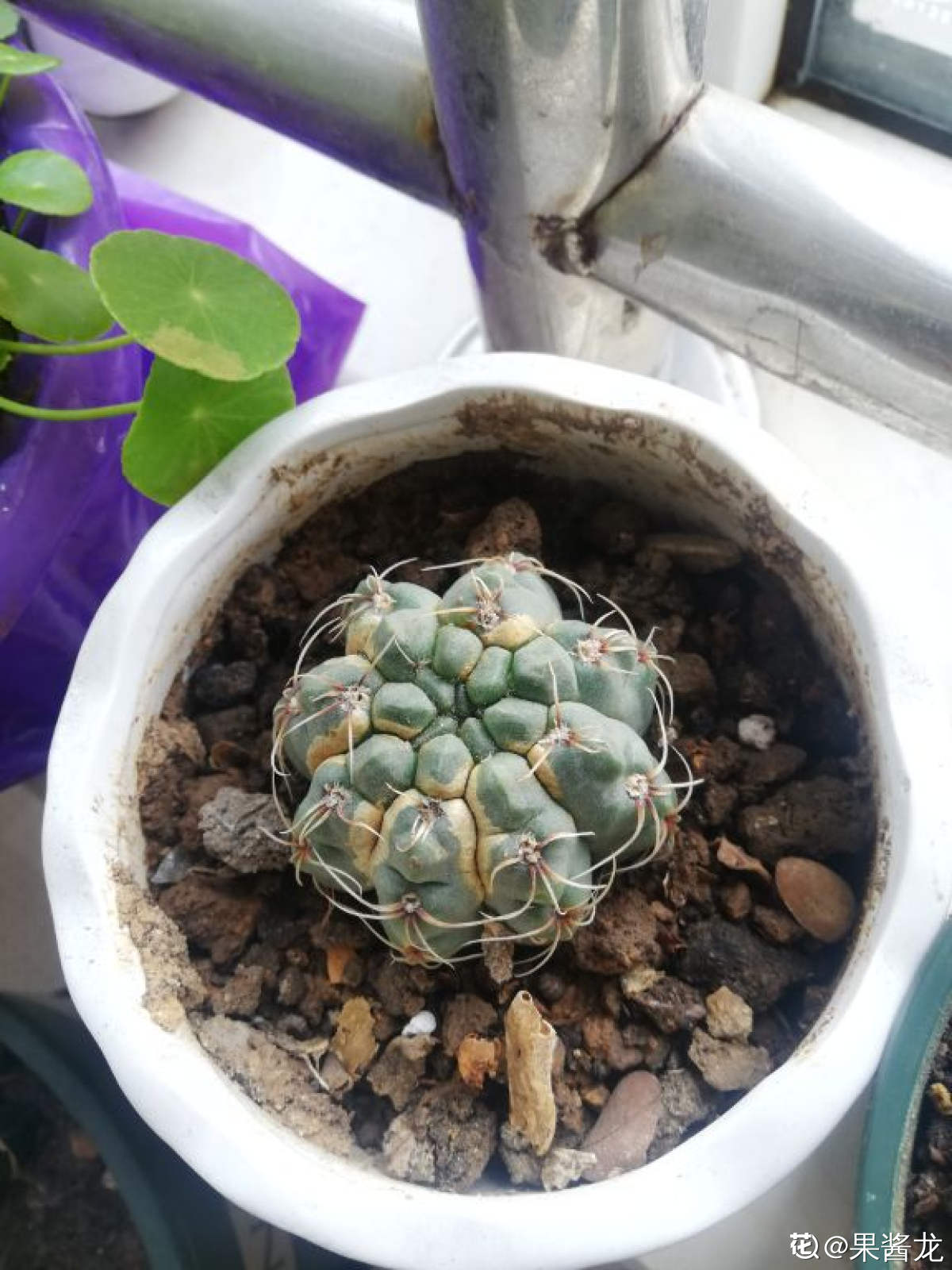 绯花玉干瘪萎缩怎么办，还能复原吗