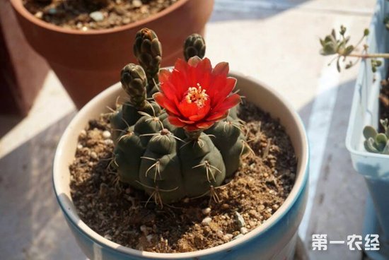 绯花玉花期是什么时候？绯花玉多大可以开花？