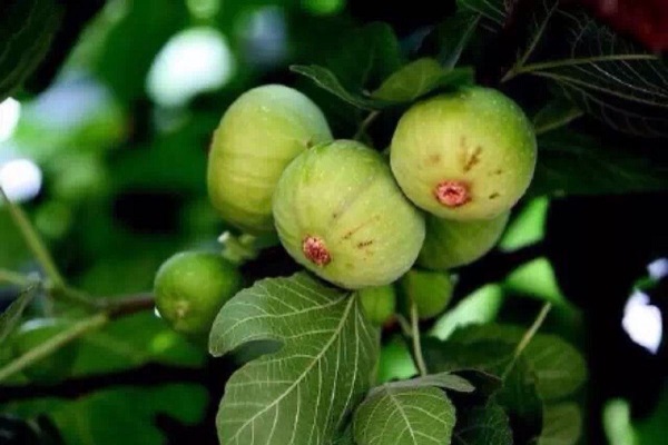 无花果图片 无花果是什么样的