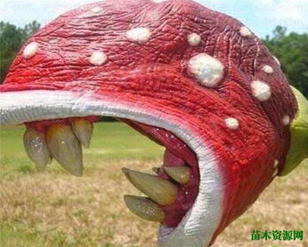 大王花真正吃人图片 尸体花散发出的气味是香的吗